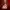 Ignis Rex